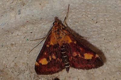 <i>Pyrausta aurata</i>