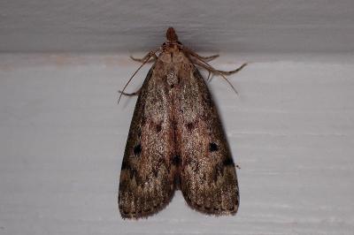 <i>Aphomia sociella</i>