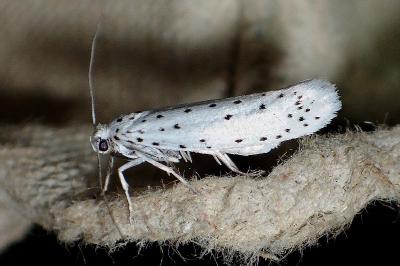 <i>Yponomeuta</i>