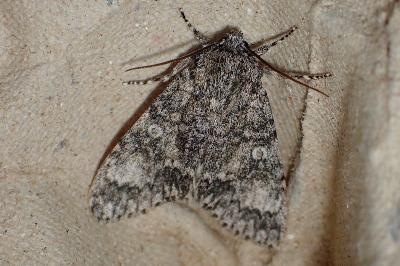<i>Acronicta megacephala</i>