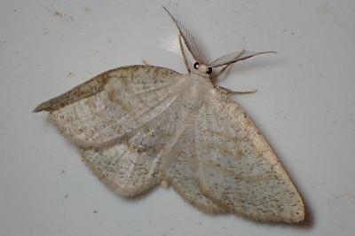 <i>Cabera exanthemata</i>