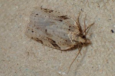 <i>Clepsis spectrana</i>