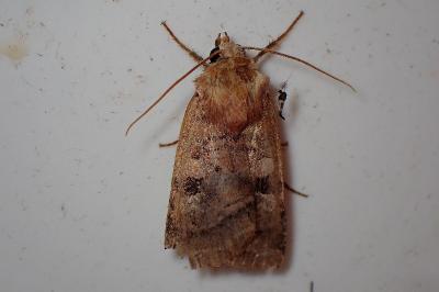 <i>Diarsia</i>