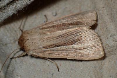 <i>Mythimna impura</i>