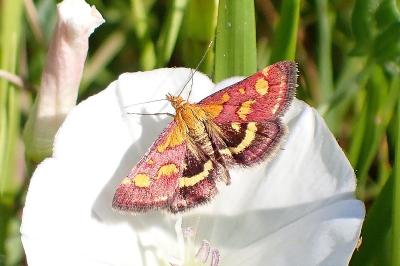 <i>Pyrausta purpuralis</i>