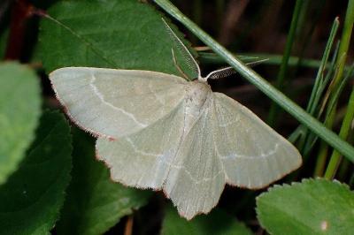 <i>Thalera fimbrialis</i>