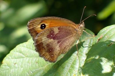<i>Pyronia tithonus</i>