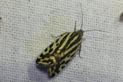 <i>Emmelia trabealis</i>