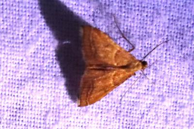<i>Endotricha flammealis</i>