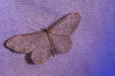 <i>Idaea</i>