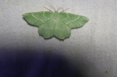 <i>Thalera fimbrialis</i>