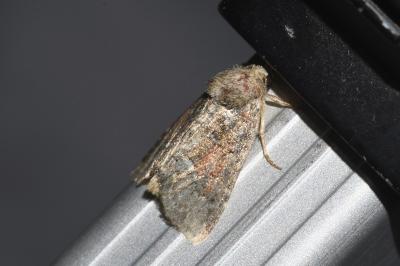 <i>Oligia latruncula</i>