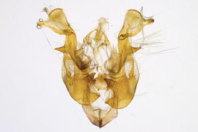 <i>Oligia latruncula</i>