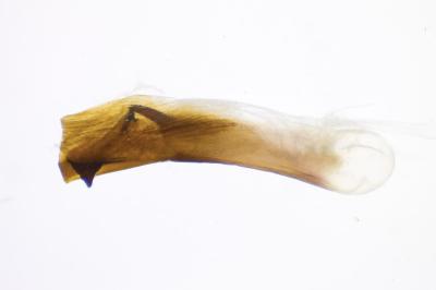 <i>Oligia latruncula</i>