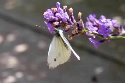 <i>Pieris napi</i>