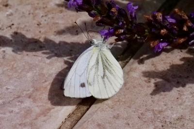 <i>Pieris napi</i>