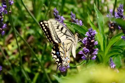 <i>Papilio machaon</i>