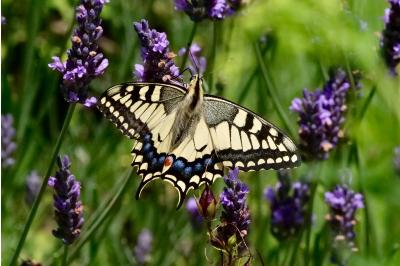 <i>Papilio machaon</i>