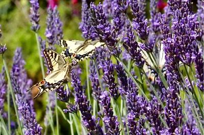 <i>Papilio machaon</i>