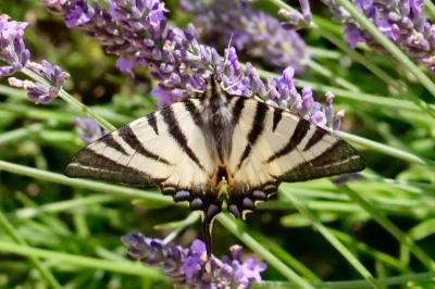 <i>Iphiclides podalirius</i>