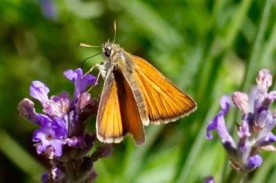 <i>Thymelicus sylvestris</i>