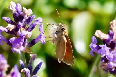 <i>Thymelicus sylvestris</i>