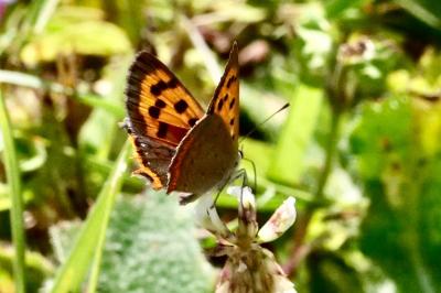 <i>Lycaena phlaeas</i>