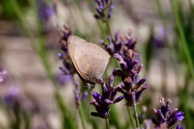 <i>Maniola jurtina</i>