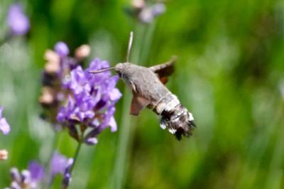 <i>Macroglossum stellatarum</i>