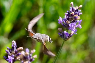 <i>Macroglossum stellatarum</i>