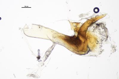 <i>Cochylis hybridella</i>