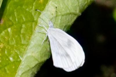 <i>Leptidea sinapis</i>