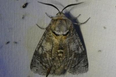 <i>Cossus cossus</i>