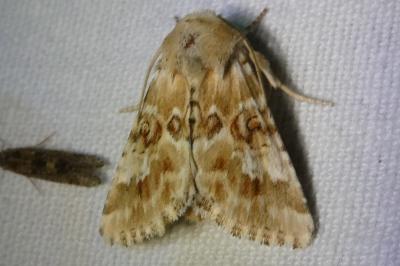 <i>Eremobia ochroleuca</i>