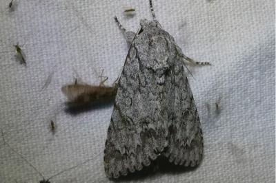 <i>Acronicta aceris</i>