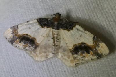 <i>Ligdia adustata</i>