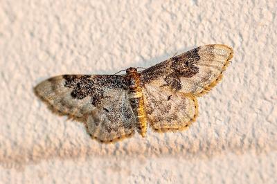 <i>Idaea rusticata</i>
