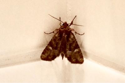 <i>Mesapamea secalella/secalis</i>