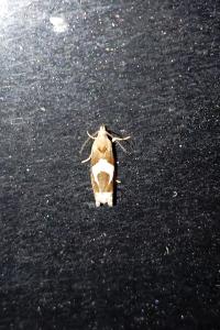 <i>Epiblema foenella</i>