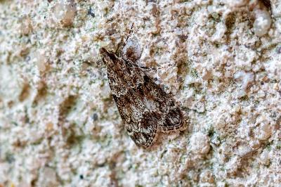 <i>Eudonia mercurella</i>