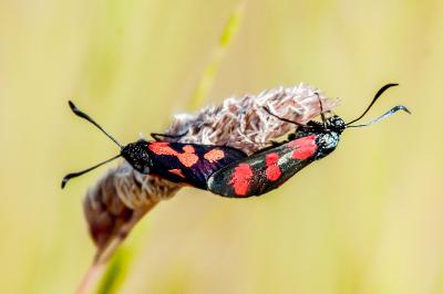 <i>Zygaena</i>