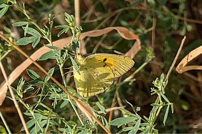 <i>Colias crocea</i>