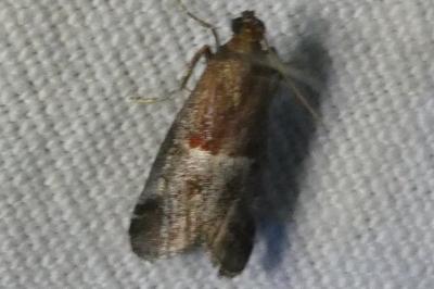 <i>Acrobasis</i>