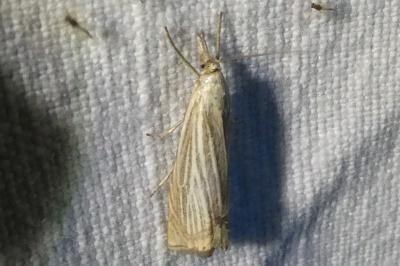 <i>Chrysoteuchia culmella</i>