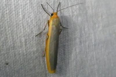 <i>Manulea complana</i>