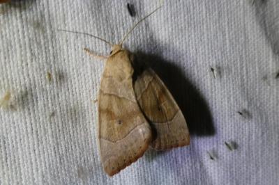 <i>Cosmia trapezina</i>