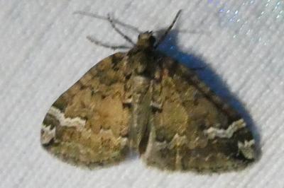 <i>Perizoma lugdunaria</i>