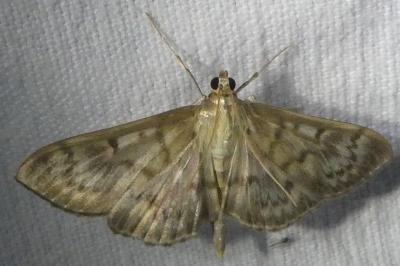 <i>Patania ruralis</i>