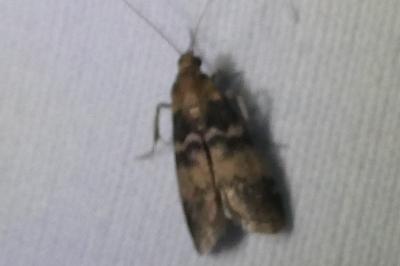 <i>Euzophera pinguis</i>