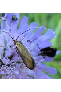 <i>Nemophora metallica</i>